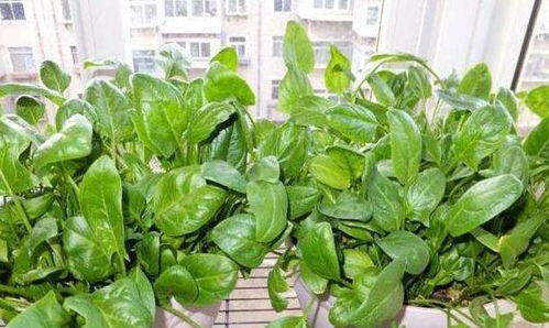 贵州适宜种植的中草药有哪些？