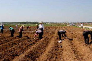 春天播种， 温暖阳光下的绿色梦想