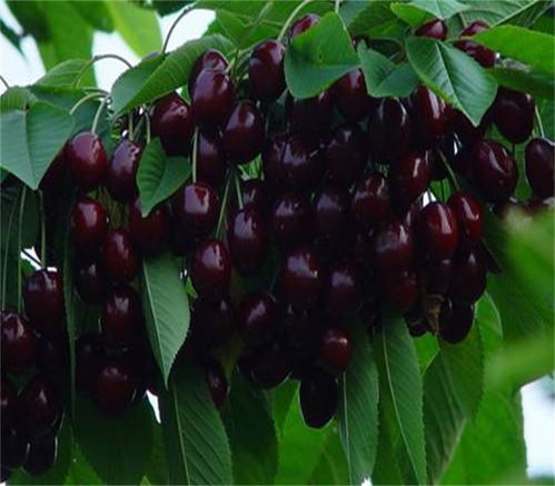 黑珍珠番茄种植小知识