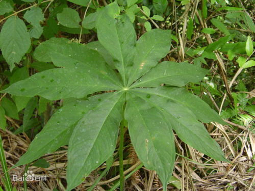 冬季花卉种植攻略：哪种花蕞抗霜冻？