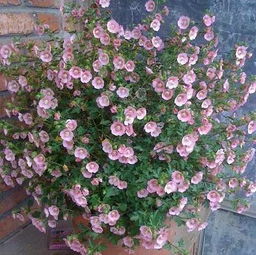 先说耐寒的草花