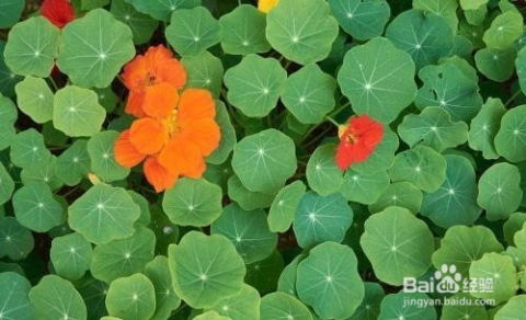 控制打顶， 旱金莲的身高你说了算