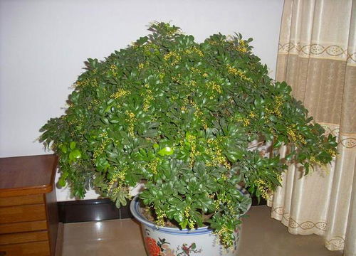 金银花：观赏与实用