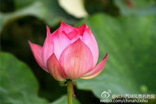 荷花种植的乐趣