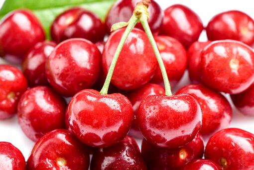 樱桃核种植成功关键揭秘