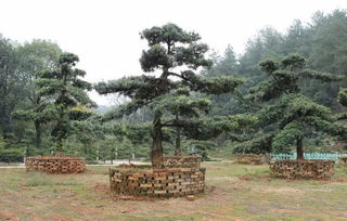 那些造型树木， 它们的故事