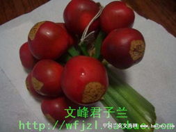 君子兰种子种植方法技巧