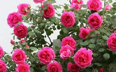 春季花期集中，如何延续花开？