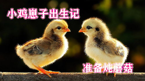 小鸡崽子为何持续啼鸣，原因何在