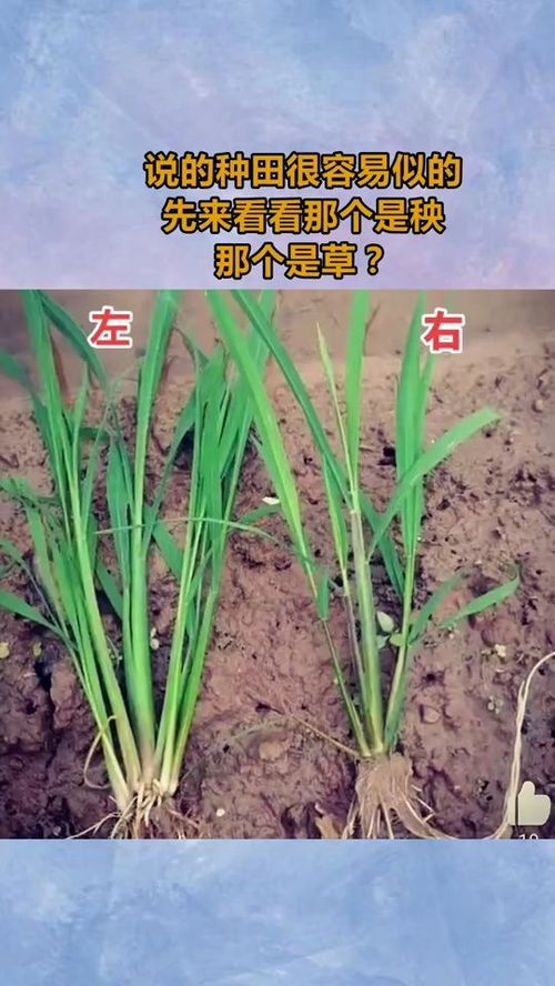 先说说仲丁灵吧，这个可是在黄豆地里的小Neng手