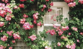 雍容华贵，四季花开不败