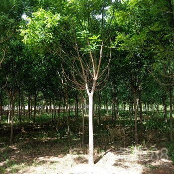 一棵国槐树苗的价格大揭秘