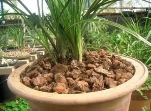 肥料：兰花的营养补给