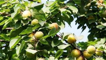 杏树的修剪目的