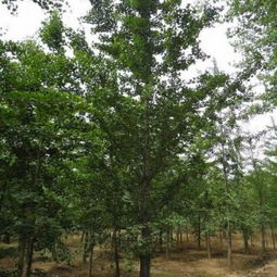 绿化苗木的市场动态