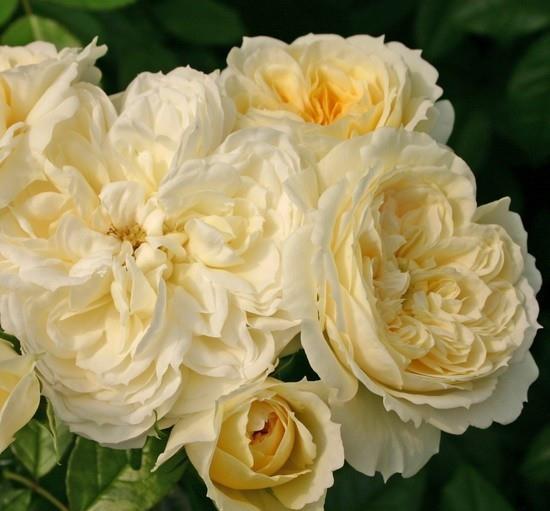 天使花环月季的花期与适宜种植地区揭秘