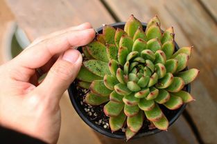 容器与搭配也是影响风水的细节