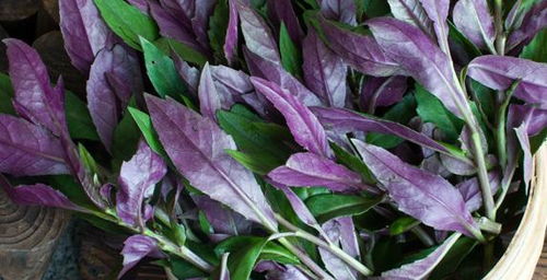 北方的冬天 菜园里的温暖小秘密