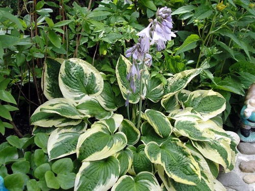 枇杷：止咳润肺的绿色守护者