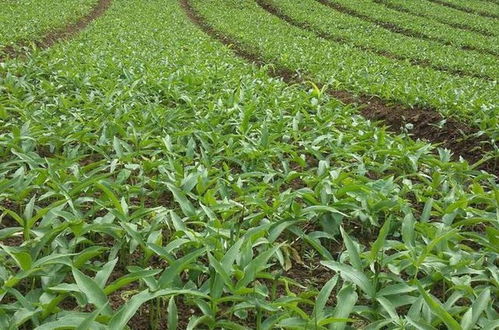 土壤问题，巧解决