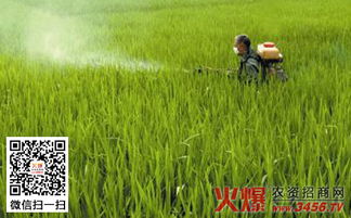 草甘膦原药如何正确使用才能有效除草？