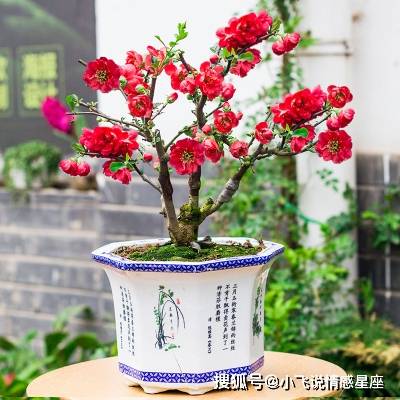 梗多花卉， 美化生活