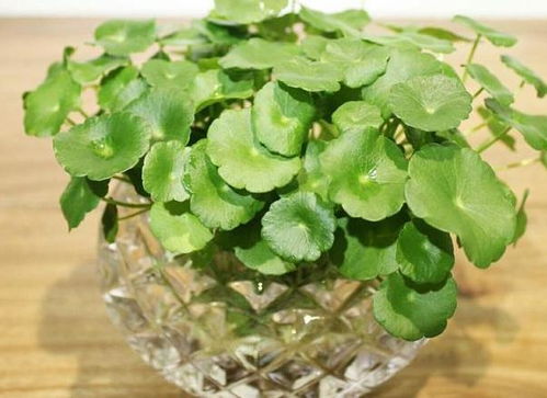 水培花根烂了如何挽救