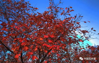 红叶李杯苗，北方园林的亮点