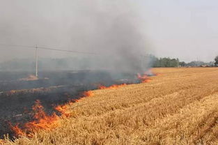 牡丹江秸秆变绿能：环保与新能源的完美结合！