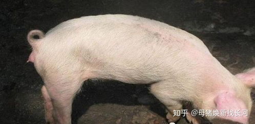 霉菌毒素致毒机制与家禽互作效应研究新进展