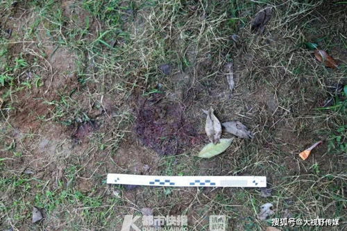 那11月了重楼还在地里吗？