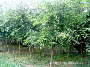 方城县玉兰五角枫苗木种植基地，品种多多哦！