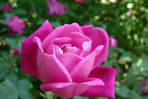 兰州新区迎来月季新篇章