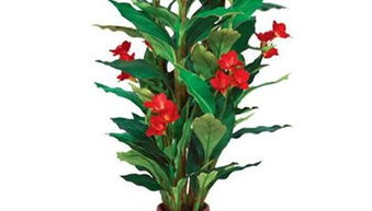 美人蕉的浇水时间