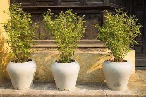 中式盆景以松、竹、梅、兰等植物为主