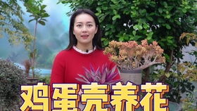 月季大家庭的成员介绍：藤本月季、 灌木月季和微型月季