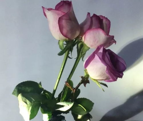 玫瑰花谢了怎么剪？简单修剪方法