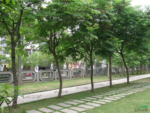 北栾培育基地的“三指握干法”