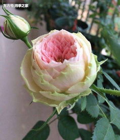 门廊绒球月季：四季花开， 色彩斑斓