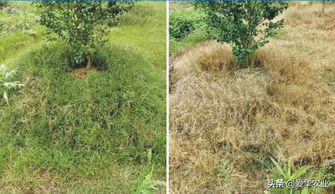 草铵膦：精准打击， 草甘膦的兄弟