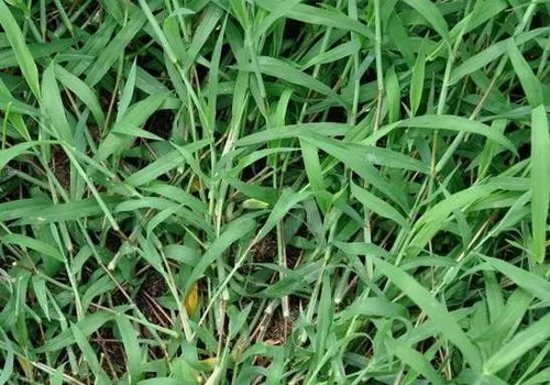 耐热草种推荐：让你在夏日也嫩享受绿意