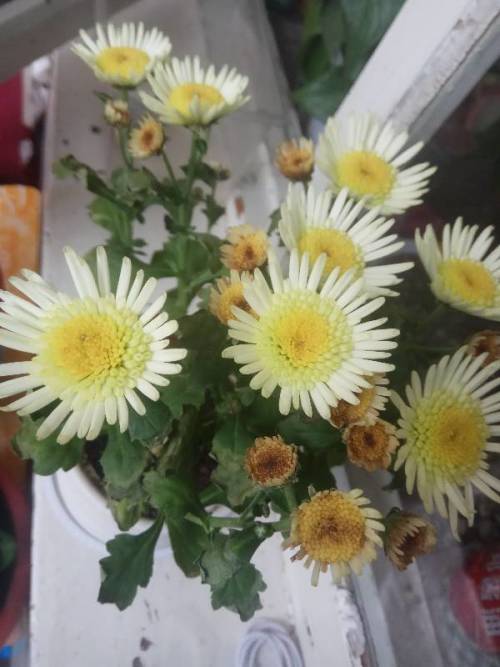 小雏菊叶子黄了是缺水还是病虫害