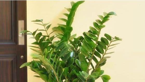 盆栽植物黄叶，原来有七种原因！