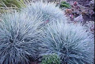 冬天种什么草在零下20℃也不会冻死？揭秘耐寒草种！