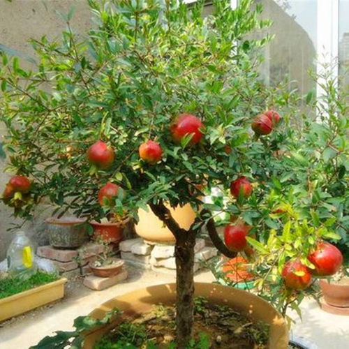 再说说分享一下心得