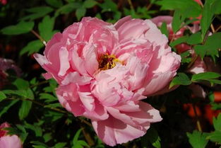 耐寒花仙子：迎春花