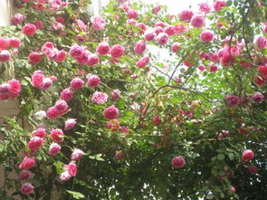 藤月季种植方法和注意事项