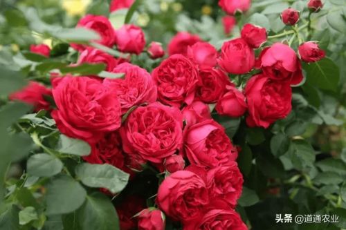 红舞裙月季， 舞动热情