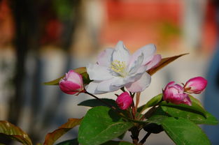 花开直须折，莫待无花空折枝