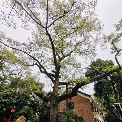 广州市花是木棉，这种花在广州随处可见吗